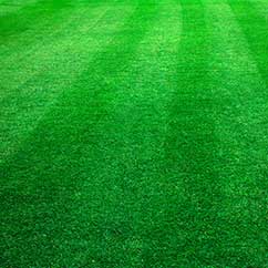 Turf fertilization and maintenance